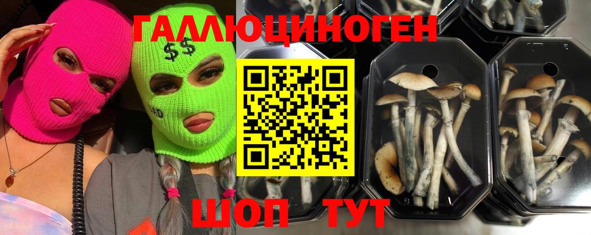 Кумертау  продажа наркотиков  Вход с VPN  Псилоцибиновые грибы Psilocybe  Галлюциногенные грибы Psilocybine cubensis 